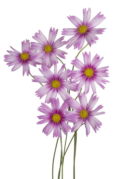 Kozmosz virágok elszigetelt — Stock Fotó