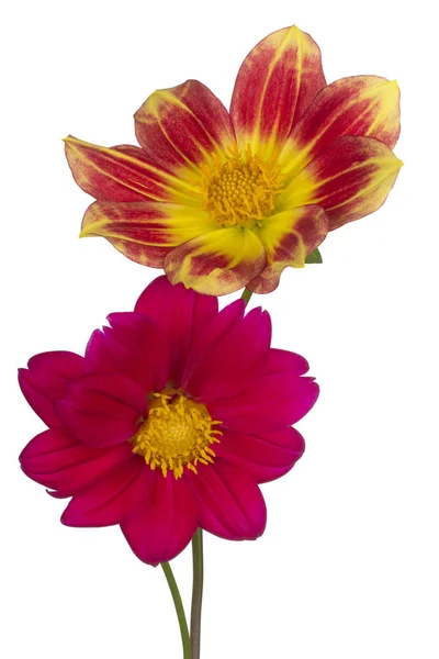 Flor de dalia aislada — Foto de Stock