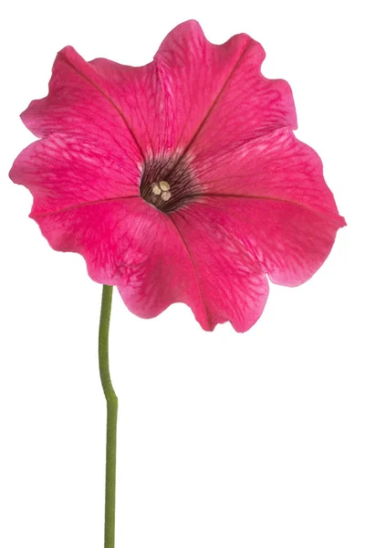 Petunia fleur isolée — Photo