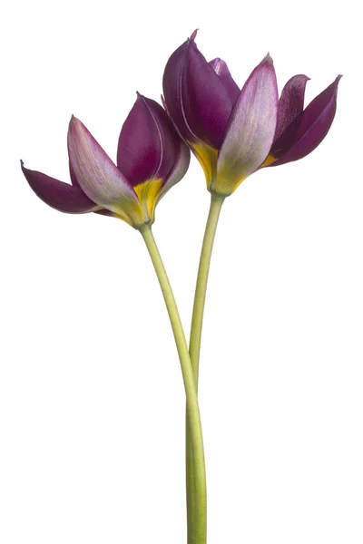 Flor de tulipán aislada — Foto de Stock