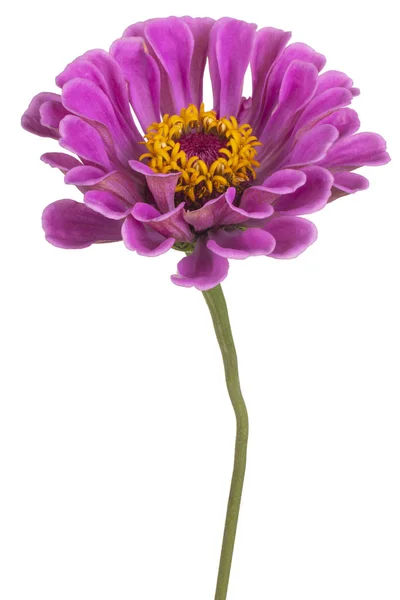 Zinnia bloem geïsoleerd — Stockfoto