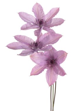 izole akasma çiçek