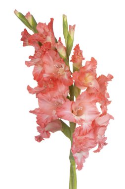 Glayöl çiçek izole