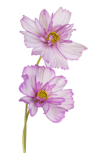 Cosmos Flores Isoladas — Fotografia de Stock