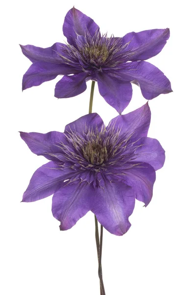 Clematis bloem geïsoleerd — Stockfoto