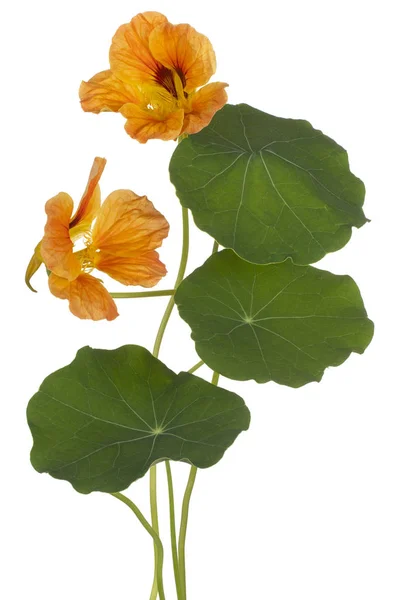 Nasturtium flower isolated — Stock Photo, Image