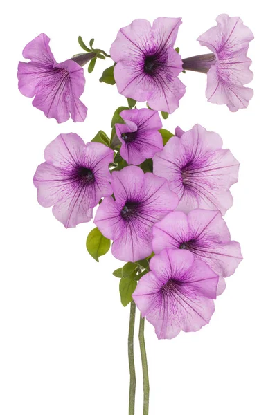 Petunia fiore isolato — Foto Stock