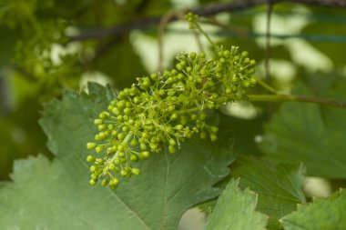 üzüm çiçeği geliştirme