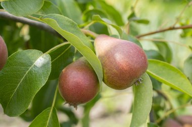 Armut olgunlaşmış meyve