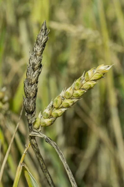 Колосся пшениці Ліцензійні Стокові Фото