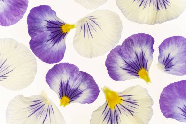 beyaz üzerinde pansy yaprakları