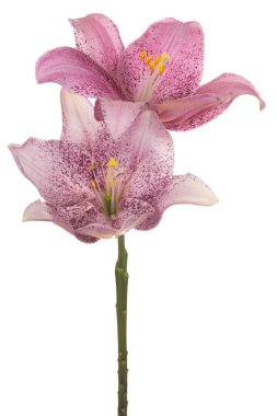 Zambak çiçeği soyutlanmış