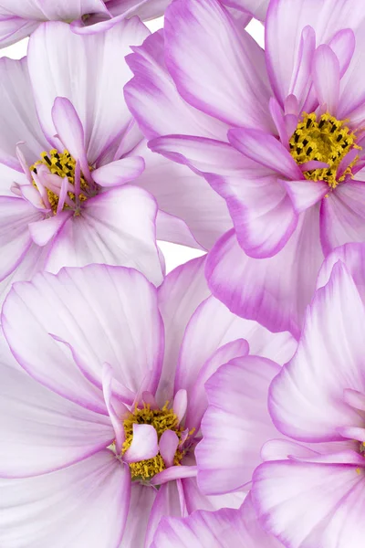 Cosmos flower backgrounds — Stock Photo, Image