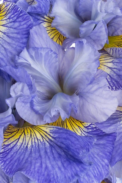 Iris pétales fond — Photo