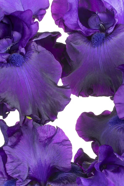 アイリスの花背景 — ストック写真