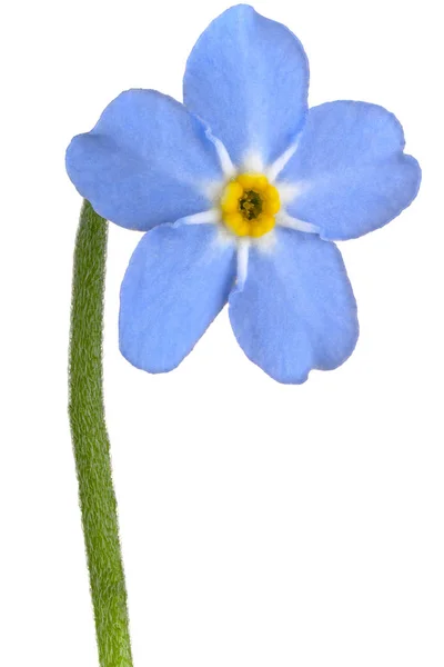 Forget me not flower — Stock Photo, Image