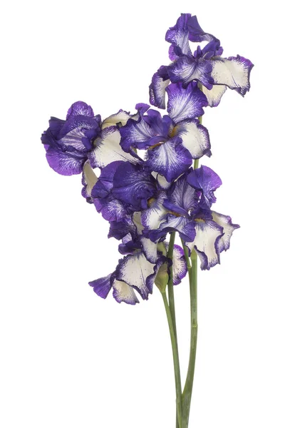 Iris blommor isolerade — Stockfoto