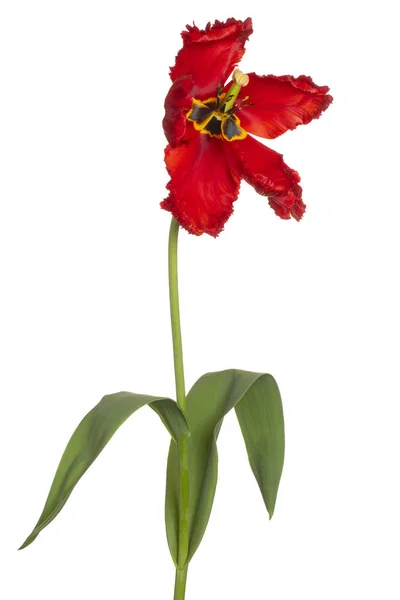 Tulip flower isolated — Stock Photo, Image