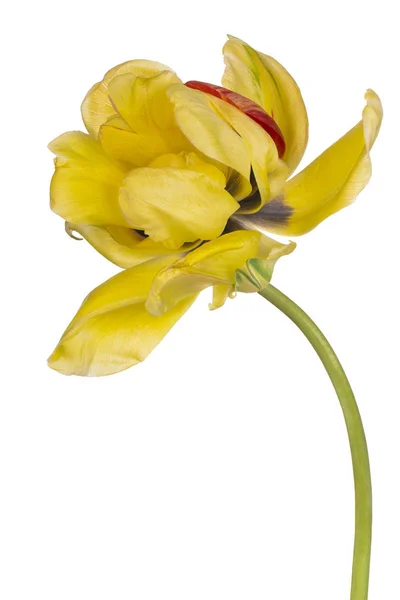 Tulip flower isolated — Stock Photo, Image