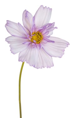 İzole cosmos çiçek