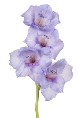 Glayöl çiçek izole