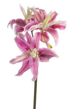 Zambak çiçeği soyutlanmış