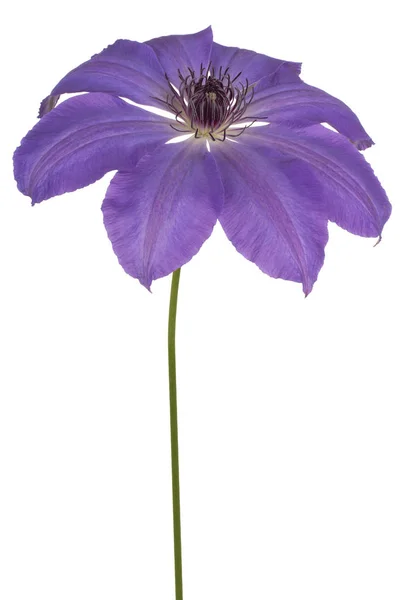 Clematis blomma isolerade — Stockfoto