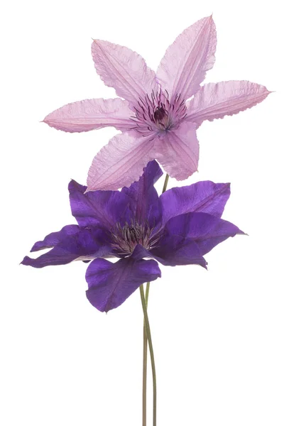 Izole akasma çiçek — Stok fotoğraf