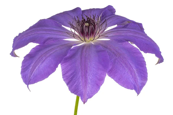 Clematis bloem geïsoleerd — Stockfoto