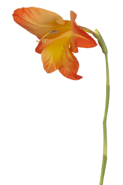孤立的唐菖蒲花 — 图库照片