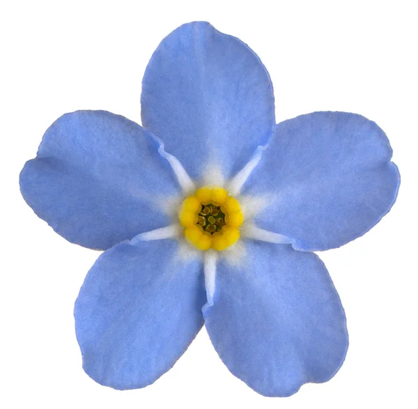 Forget me not flower — Stock Photo, Image