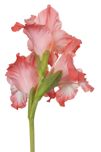 Gladiolus virág elszigetelt — Stock Fotó