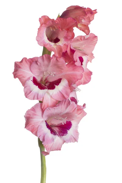 Gladiolus blomma isolerade — Stockfoto