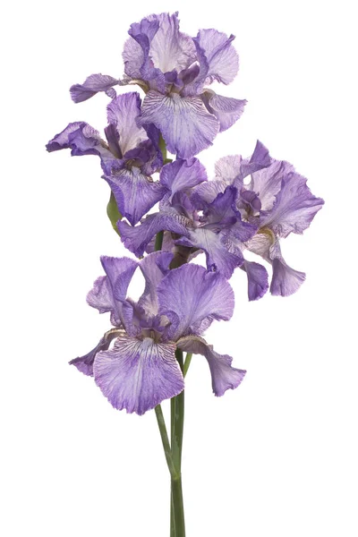 Flores de iris aisladas — Foto de Stock