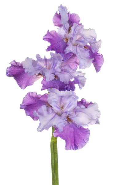 Iris blomma isolerade — Stockfoto