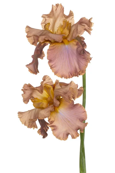 Iris flower isolated — Stock Photo, Image