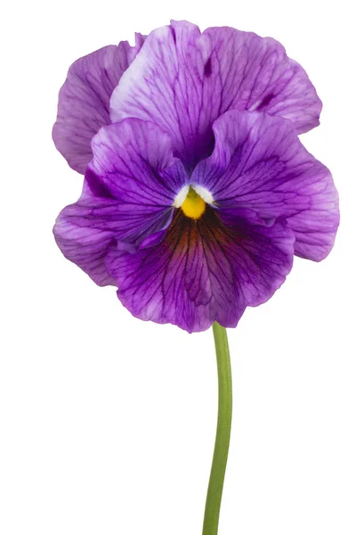 Віола квітка ізольована — стокове фото
