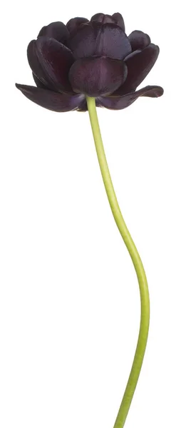 Tulip flower geïsoleerd — Stockfoto