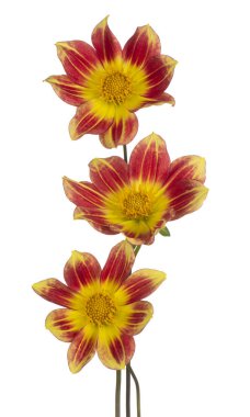 izole dahlia çiçeği