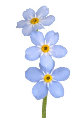 Unut beni değil çiçek