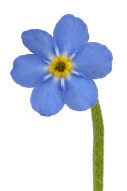 Unut beni değil çiçek