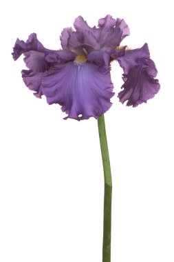 izole iris çiçeği