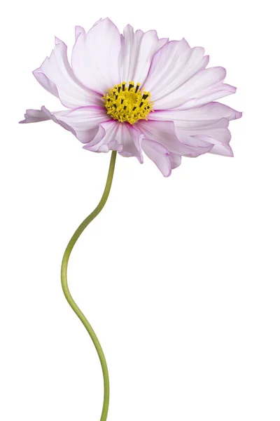 Cosmos flower isolated — Stock Photo, Image