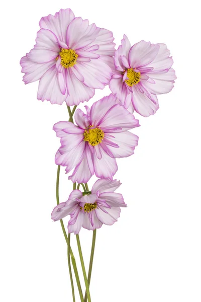 Cosmos Flores Isoladas — Fotografia de Stock