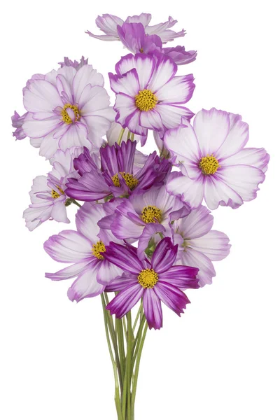 分離されたコスモスの花 — ストック写真