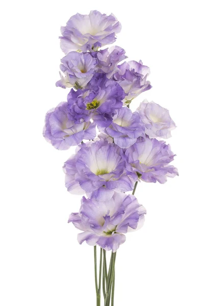 Flor de eustoma aislada — Foto de Stock