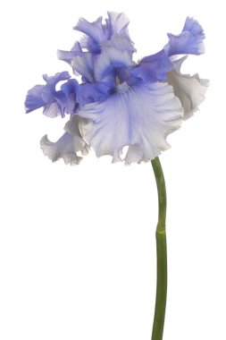 izole iris çiçeği