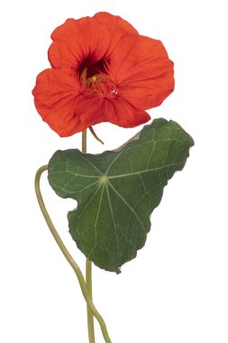 izole nasturtium çiçek