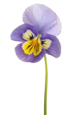 Viyola çiçek izole