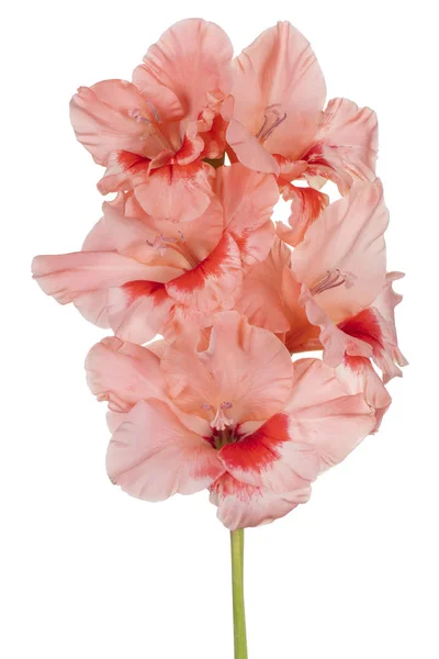 Gladiolo flor aislada — Foto de Stock